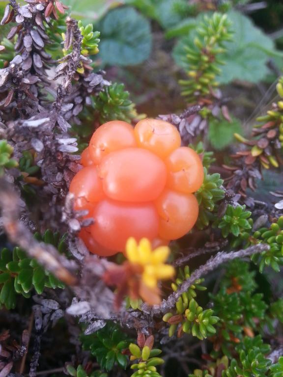 Olderfjord Turistsenter 호텔 Russenes 외부 사진